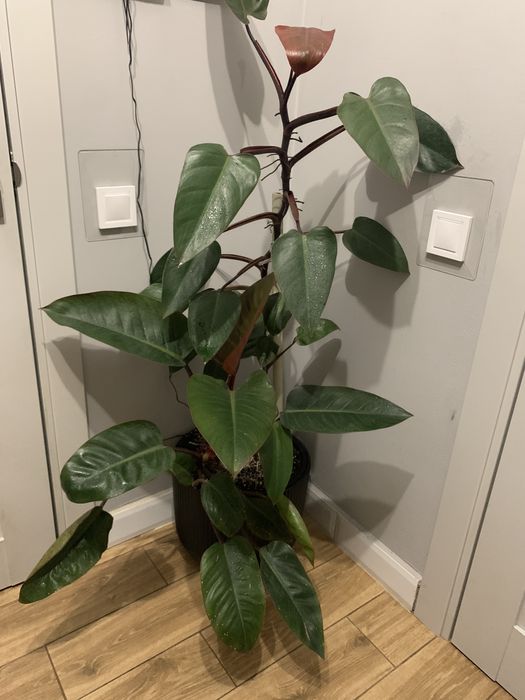 Філодендрон вис 1 ,60