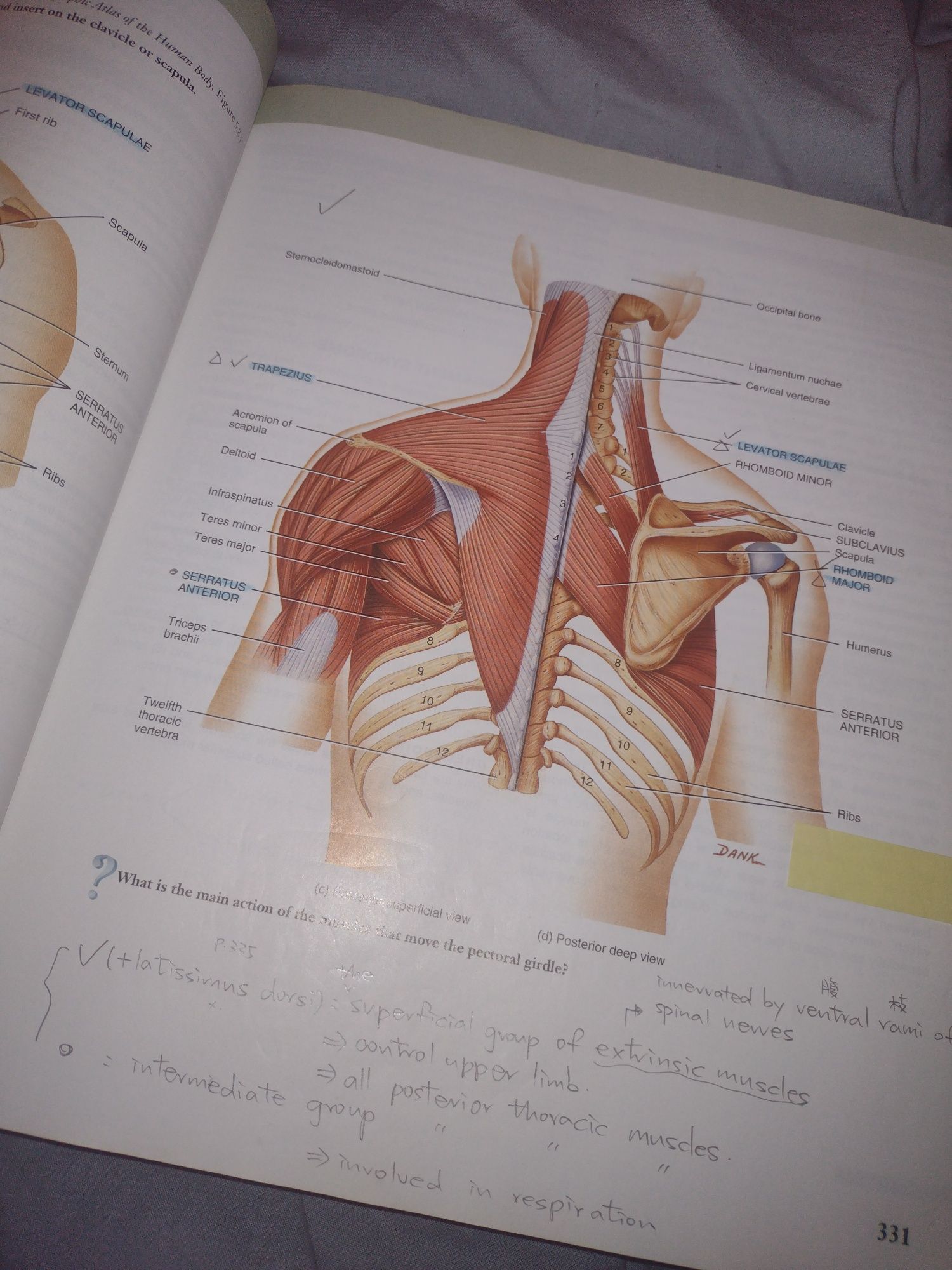 Principles of human anatomy by Gerard J Tortora tenth edition