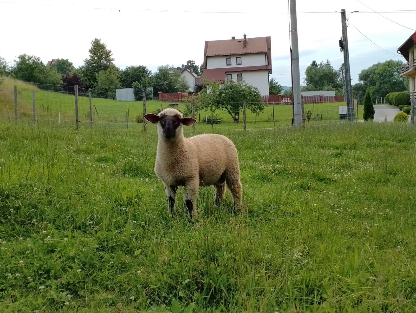 Sprzedam Barana czwrnogłówkę