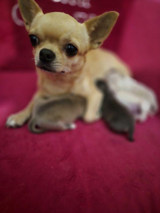 Chihuahua krótkowłosy BLUE & TAN z rodowodem ZKwP