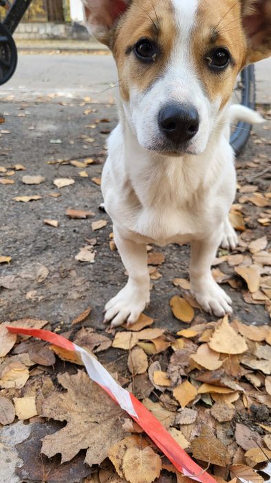 Собака маленька дівчинка