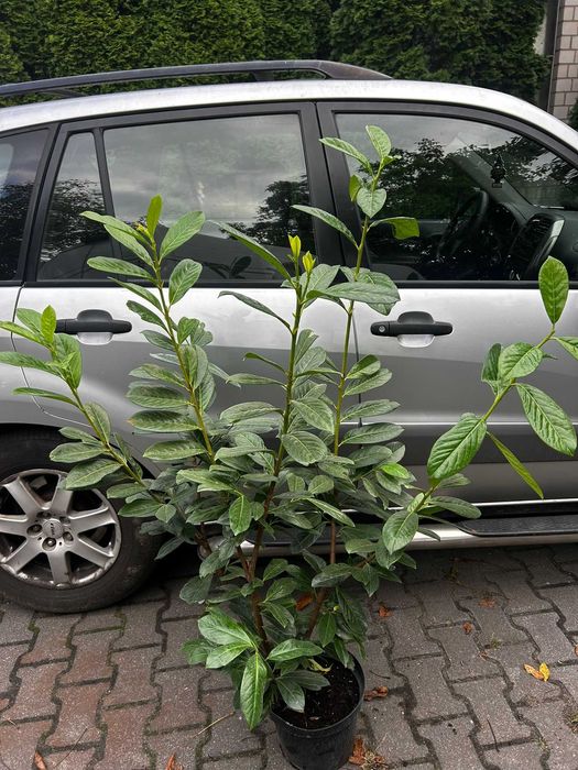 Laurowiśnia novita  duże sadzonki 100-120cm