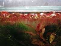 Planta de aquário Red Root Floaters/Riccia/Musgo Pelia/Salvinia Natans