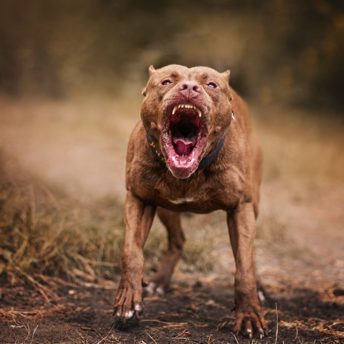 Імпортні пітбультерєри , пітбуль, Pitbull