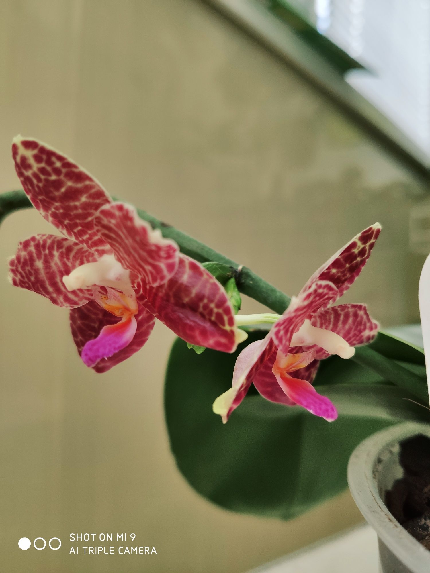 Продам орхидею домашнюю