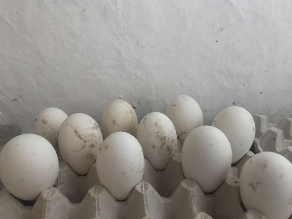 Продам гусині інкубаційні яйця! Порода сіра велика угорська