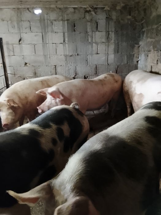 Продаются свині живою вагою 150-170 кг