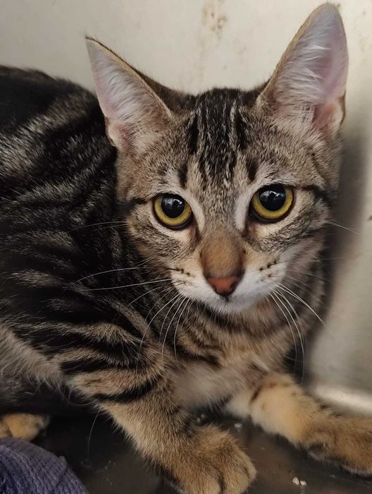 NISSAN (Fêmea, 5 Meses) Para Adoção