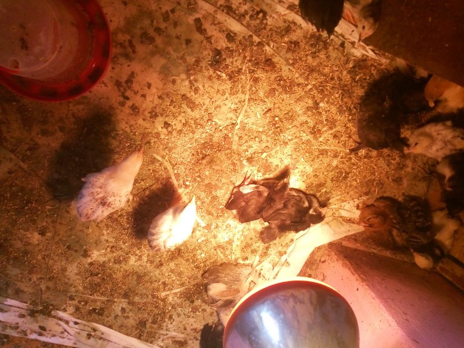 Продам гусей,индюков,курчат