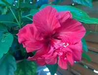 Róża chińska pełna czerwona hibiskus ketmia sadzonki