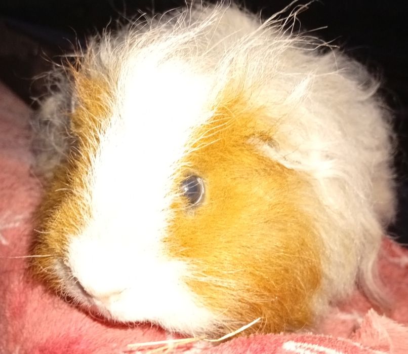 Świnka morska rasy TEXEL