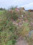 Oddam gruz za darmo