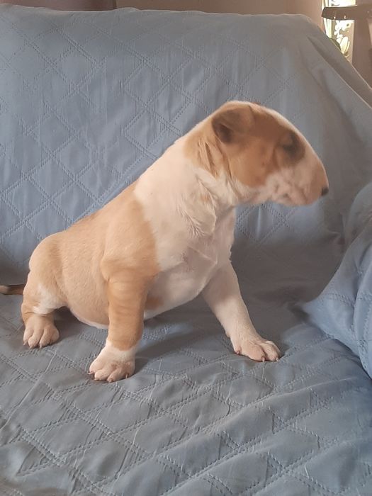 Bulterier standard -pies