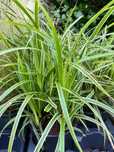 Carex morrowii 'Variegata'  1 szt. doniczka C3