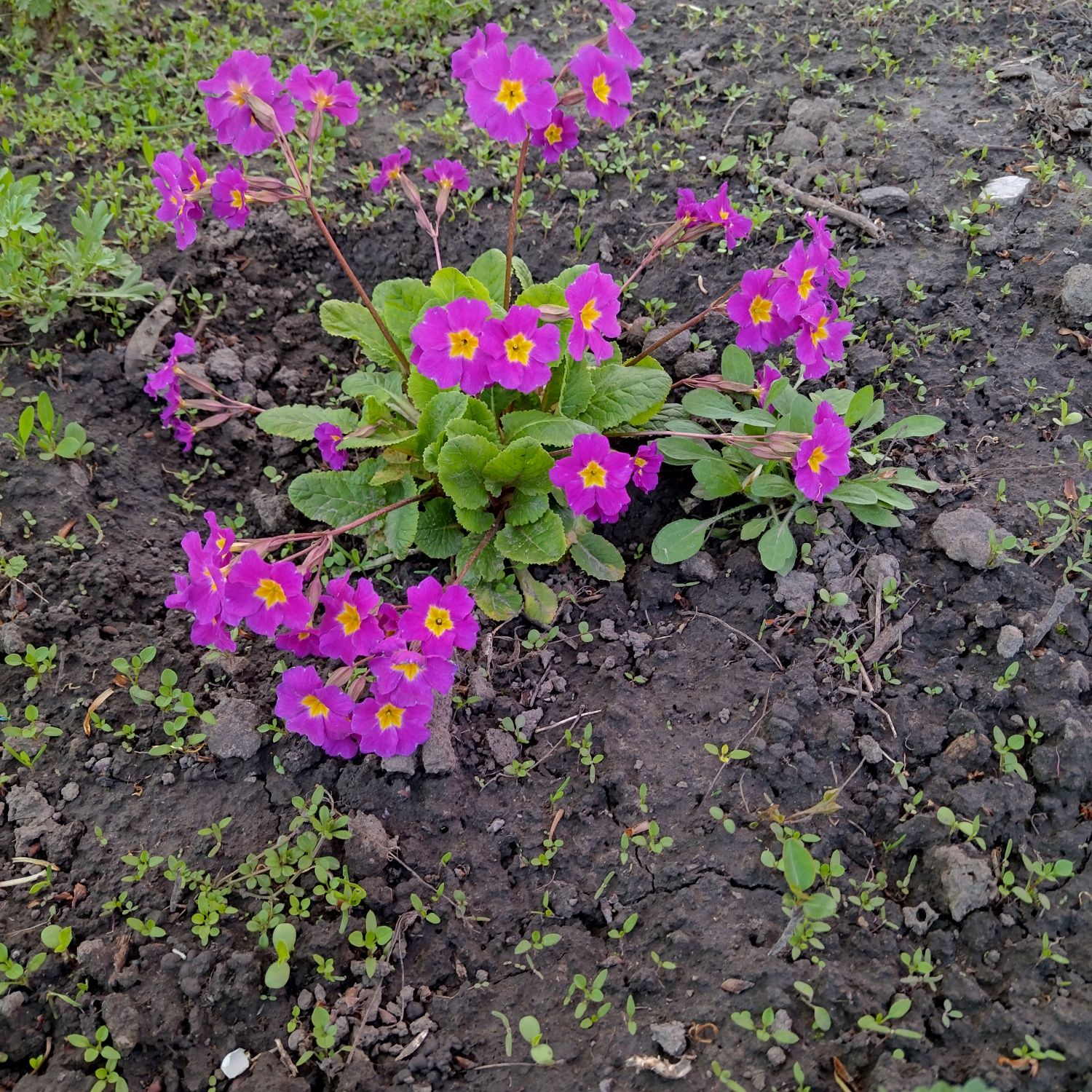 Примула садова рожева