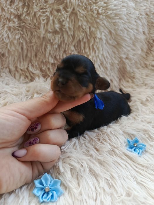 Piękny piesek Cavalier King Charles spaniel