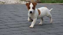 Urocza suczka Jack Russell Terrier/BREFIO-/badania genetyczne/