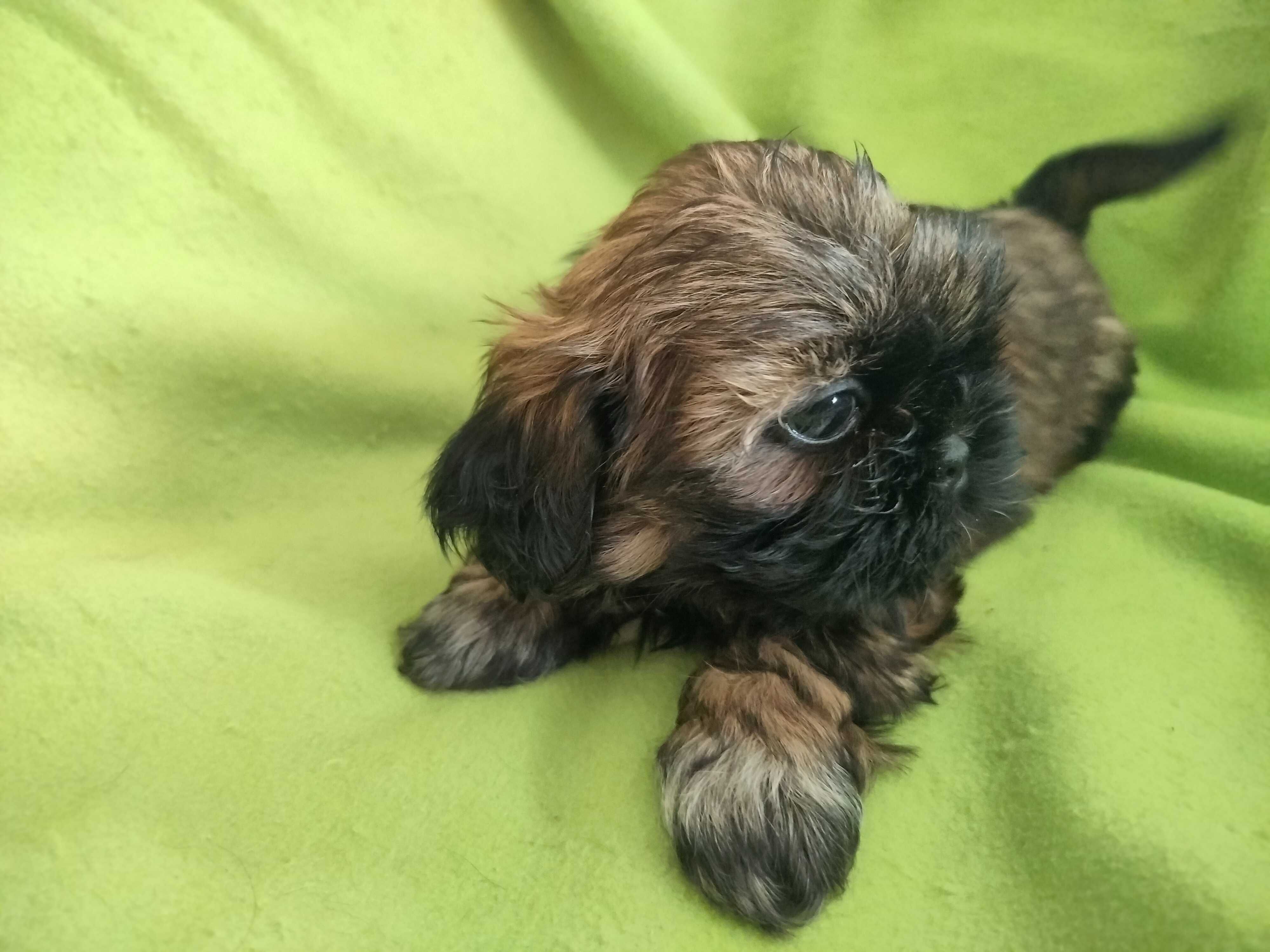 Śliczna suczka Shih Tzu