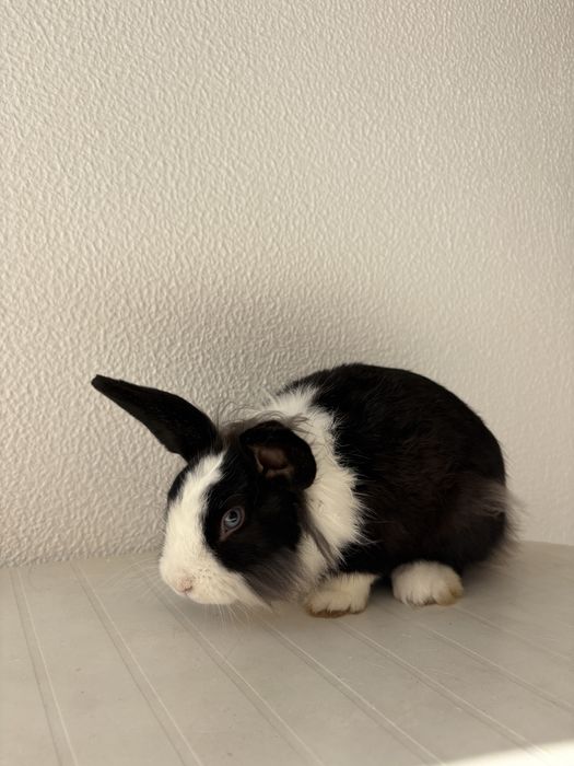 Coelhinho anão macho