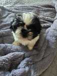 Szczenieta shih tzu