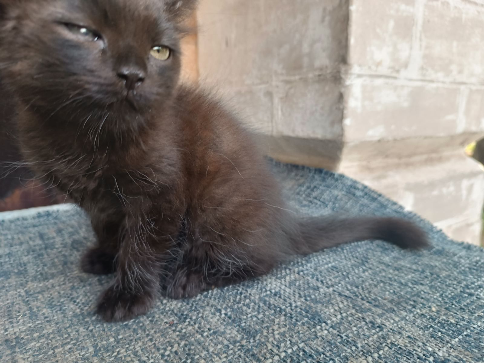 Котенок черненький с белой манишкой