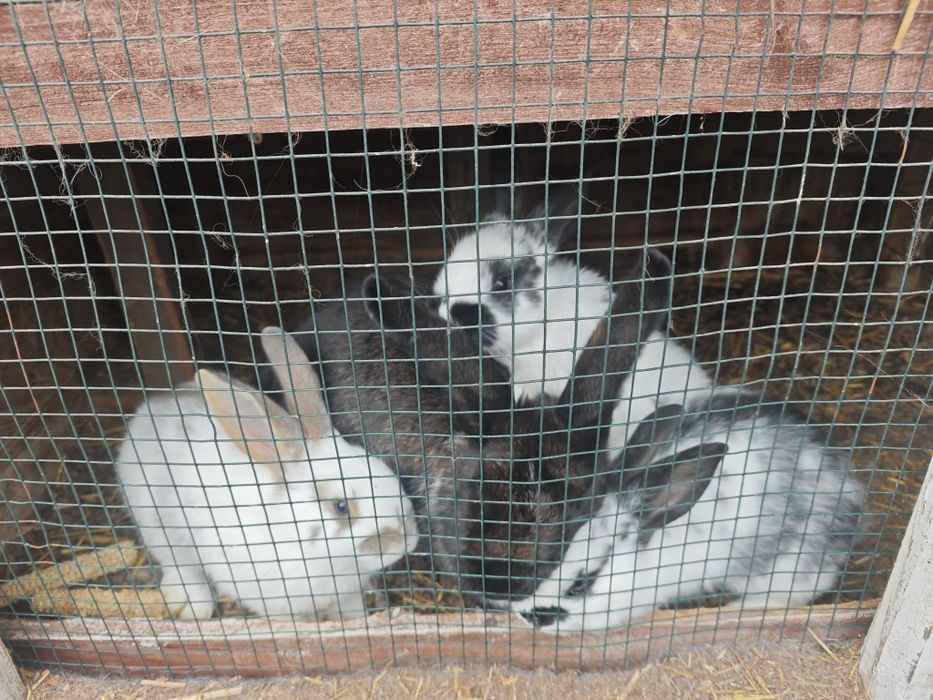 Samica królika z 3 młodymi