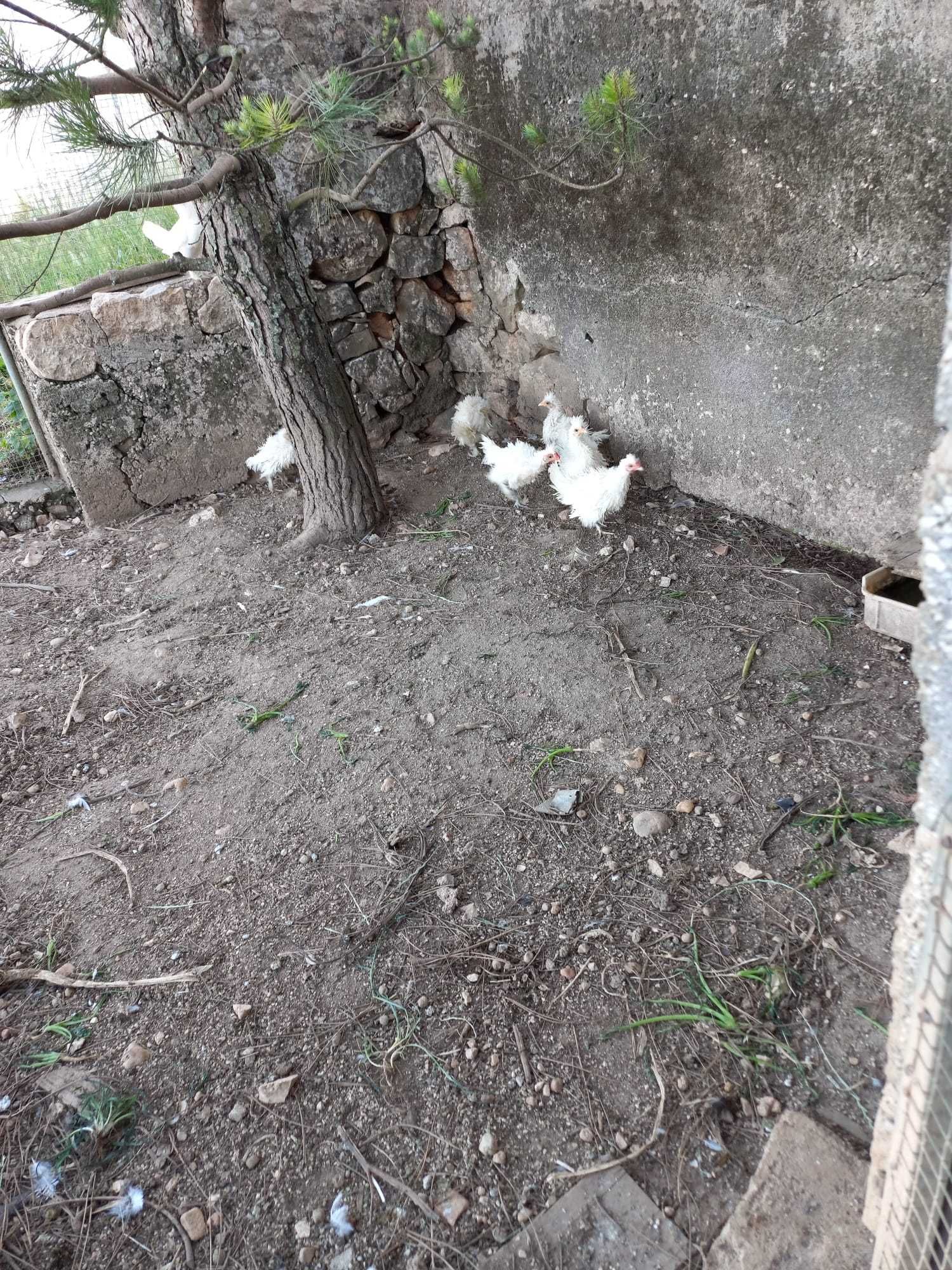 Vendo um casal de galinhas brancas