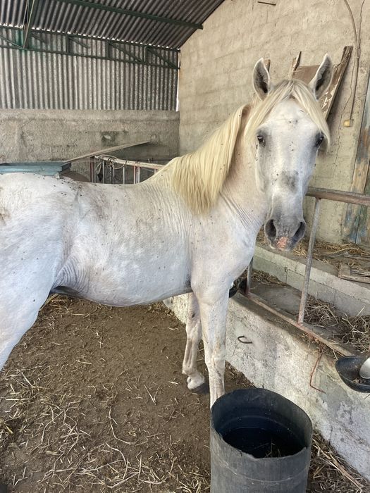 Vendo Cavalo ruço com 10 anos