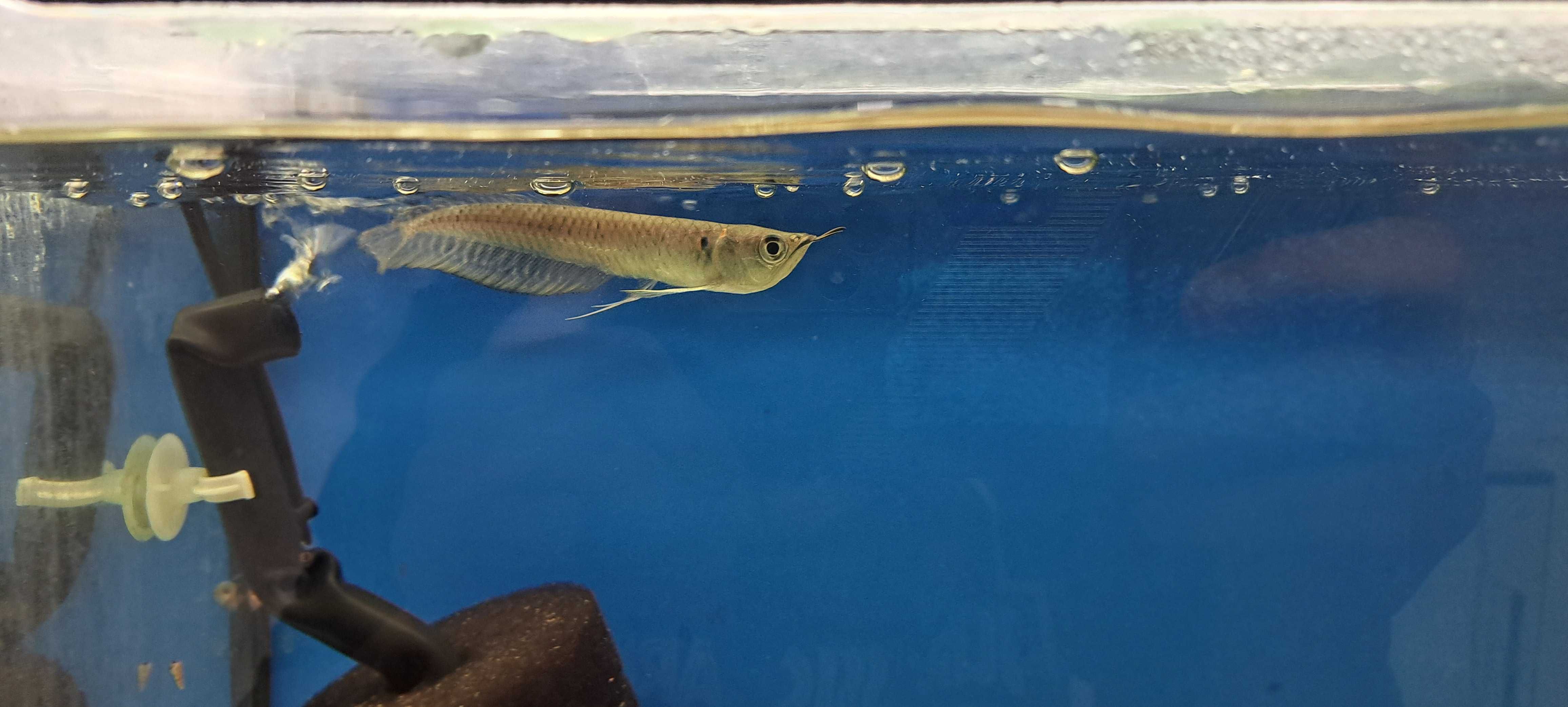 Arowana Srebrna..