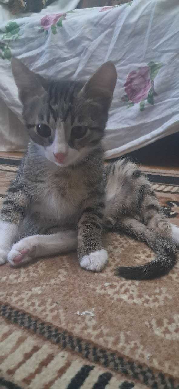 Котята ищут самый любящий дом