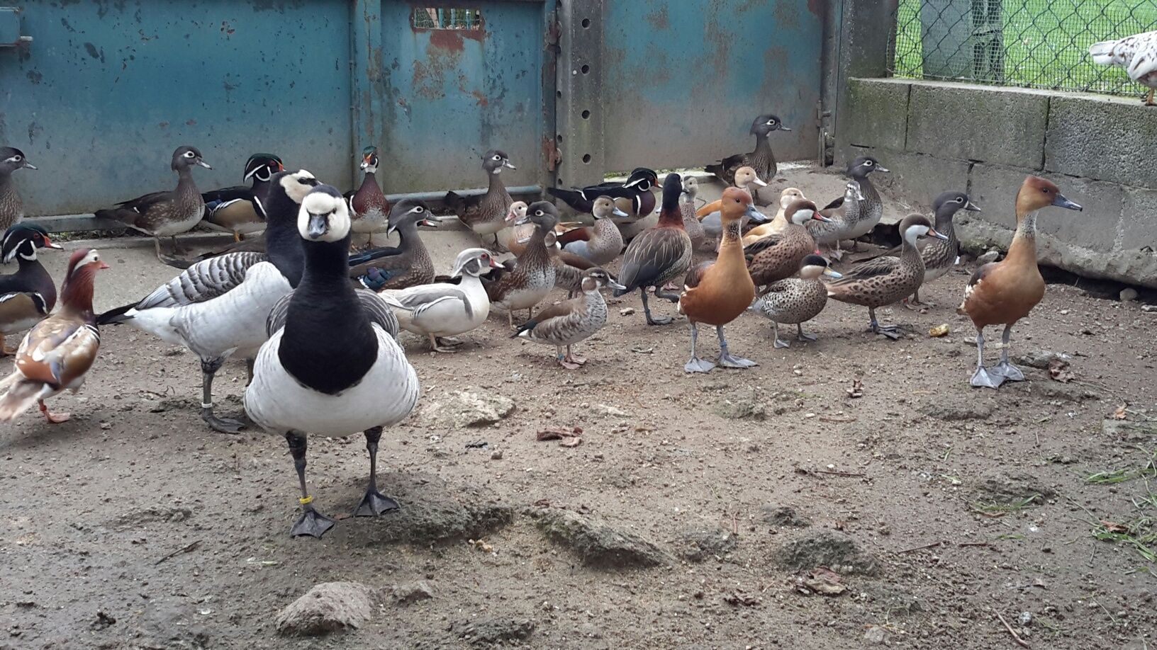 Pato *Mandarim*Carolino* variedades*