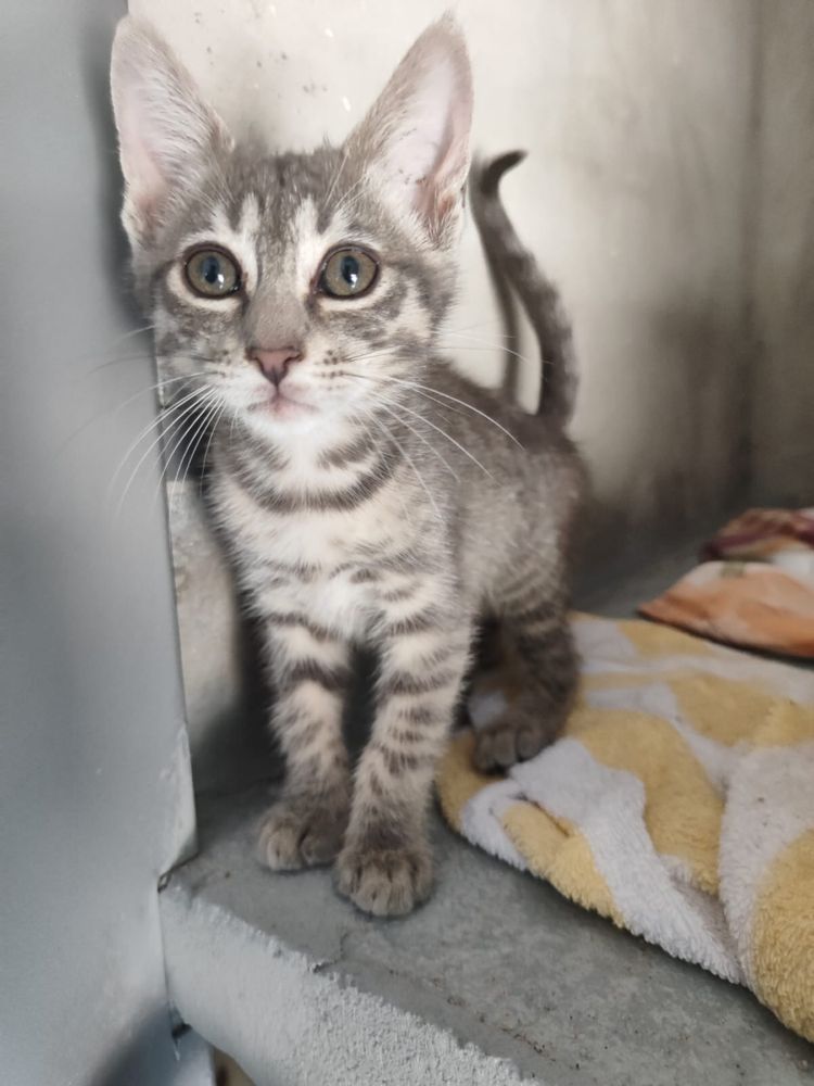Gatinhos para adoção