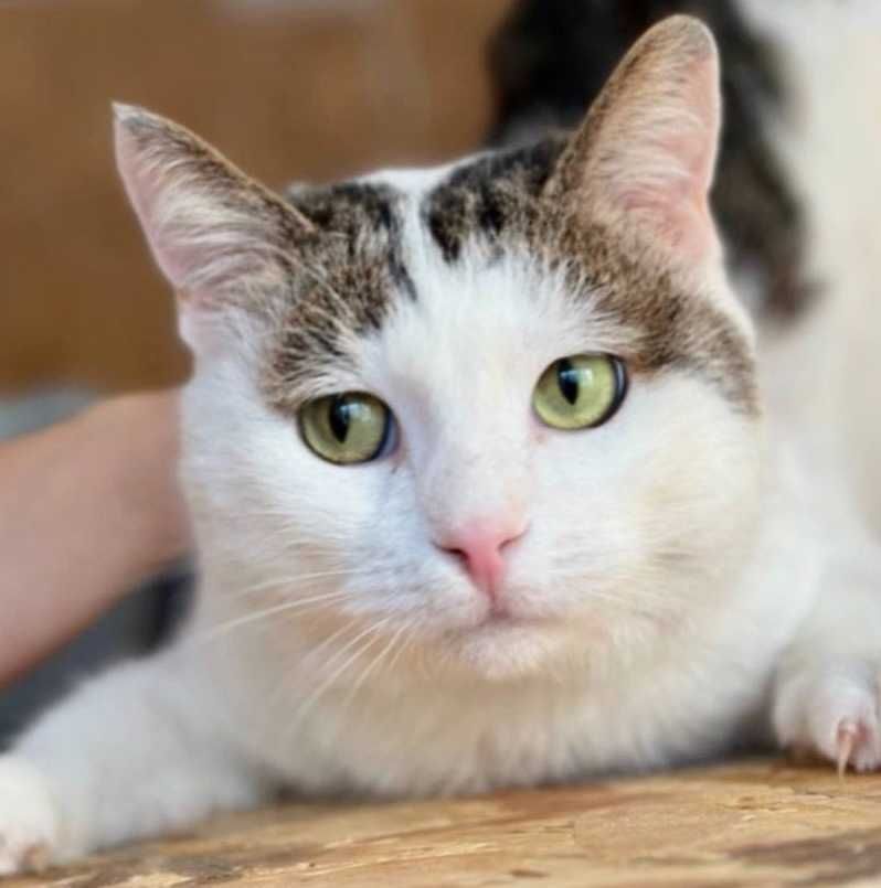 Елвин 1 год, котенок, ласковый котик, кот