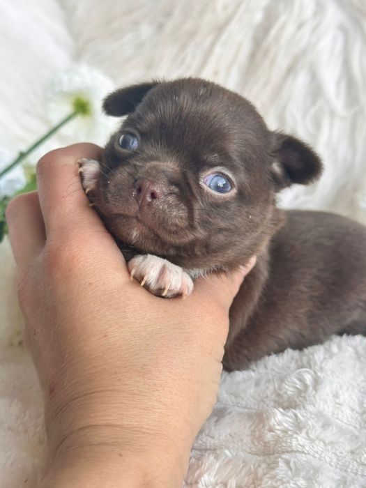 Chihuahua  Menino  Chocolate perfeita de focinho curto.