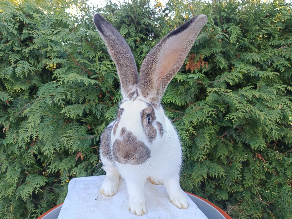 Sprzedam królika.Samiec.