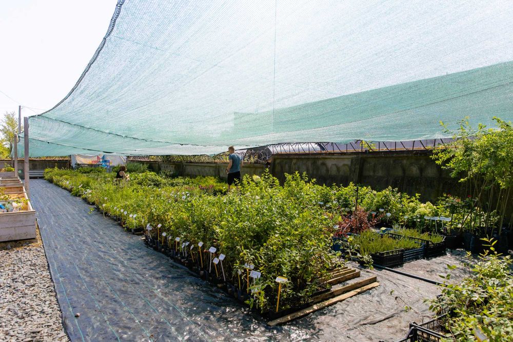 Саджанці барбарису Адмірейшн + Подарунок