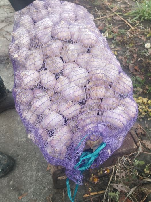 Чеснок (часник) сорт Любаша калибр 50-60+