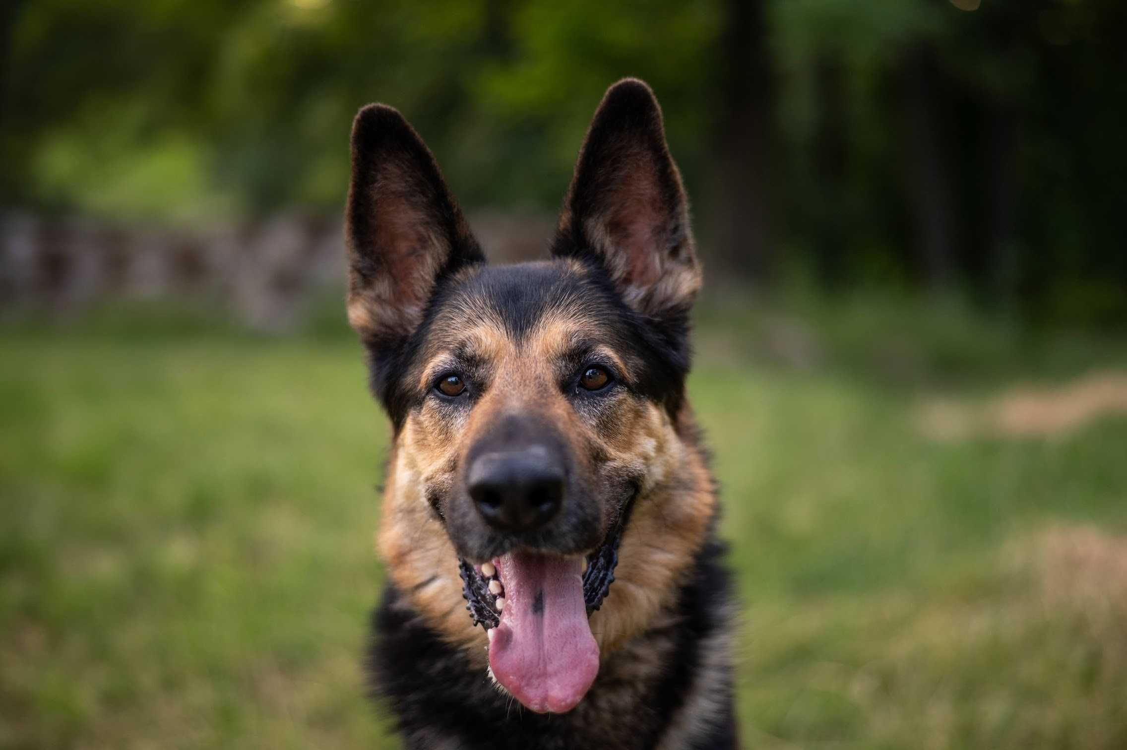 MAX - wspaniały owczarek niemiecki do adopcji!