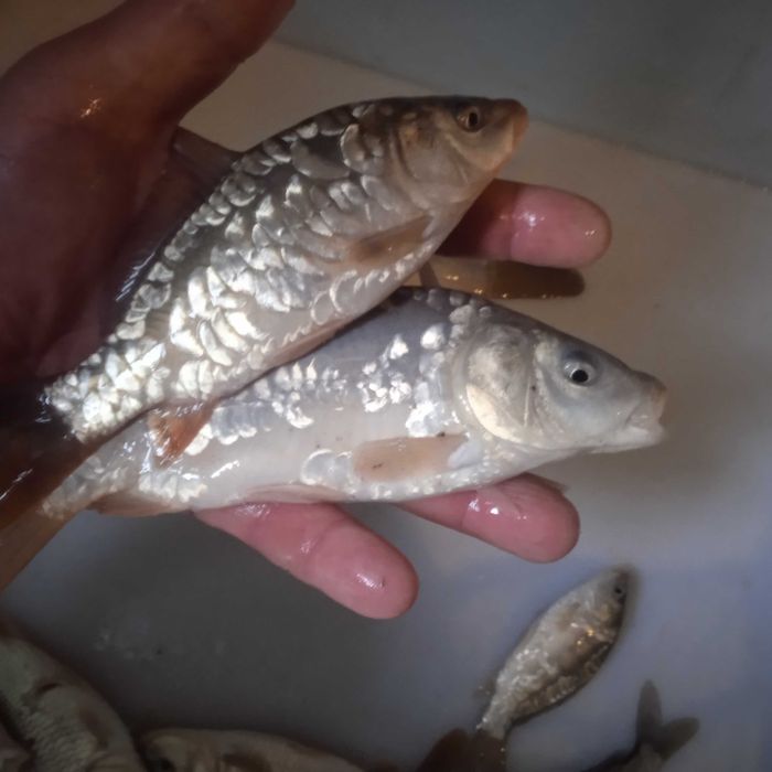 karp pełnołuski królewski