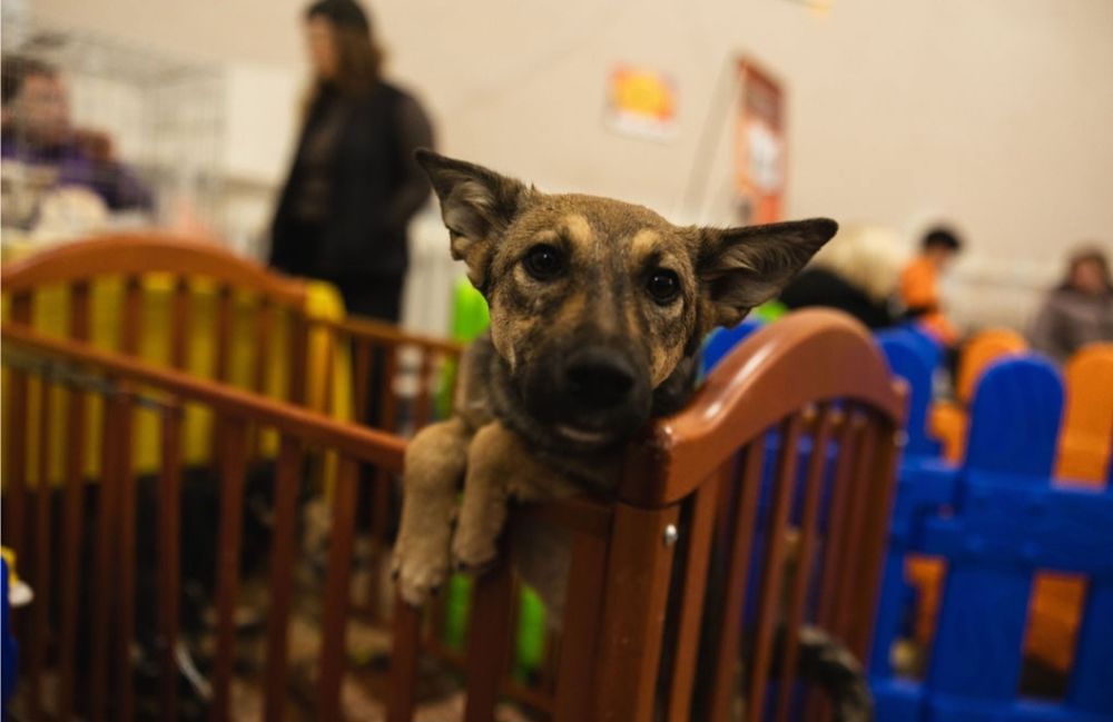 Собачка в добрі ручки!