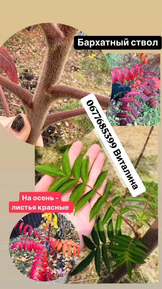 Саженцы уксусного дерева/ сумах оленигорий