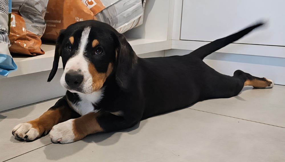 Entlebucher szczeniak