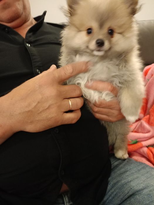 Szpic miniaturowy pomeranian