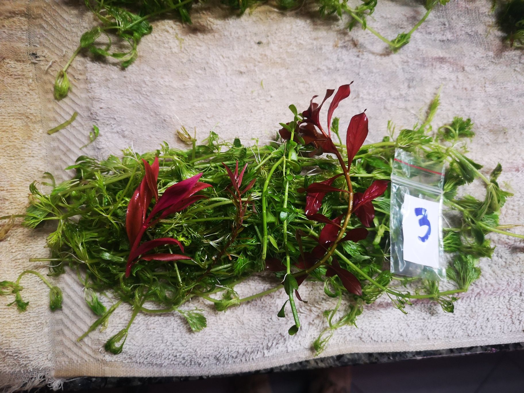 Plantas Aquário Podas 12 PÉS