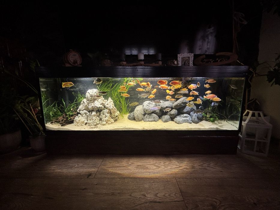 Pyszczak Auloconara fire fish 8-12 cm dorosłe wybarwione