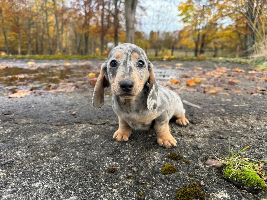 jamnik miniaturowy piesek merlle