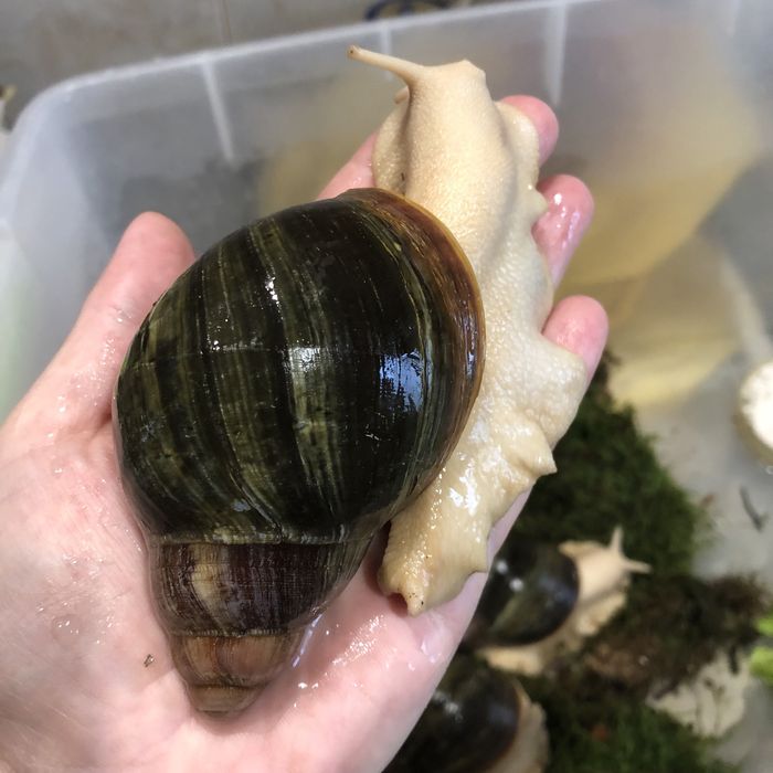 Архахатина Venrticosa leucistic