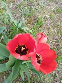 Тюльпан на зріз червоні