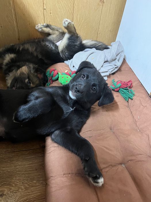 2,5 miesięczna suczka szuka odpowiedzialnego opiekuna