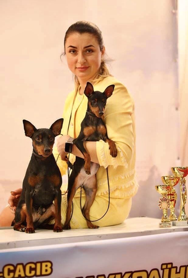 Цвергпінчер, мініатюрний пінчер, професійний розплідник FCI